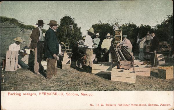 Packing Oranges Hermosillo Mexico
