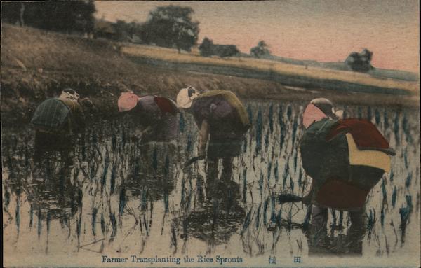 Farmer Transplanting the Rice Sprouts Asian
