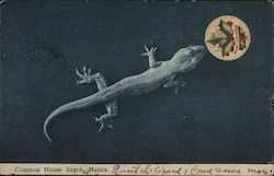 Common House Lizard Postcard