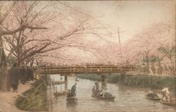 Cherry Blossom Scene on River Postcard