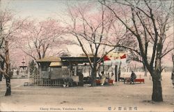Cherry Blossom, Yokohama Park Postcard