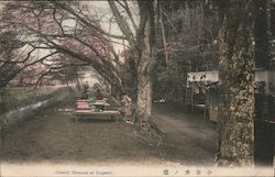Cherry Blossom at Koganei Postcard
