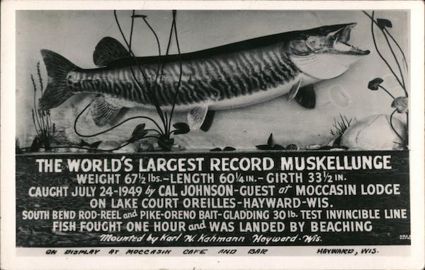 World's Largest Record Muskellunge Hayward Wisconsin
