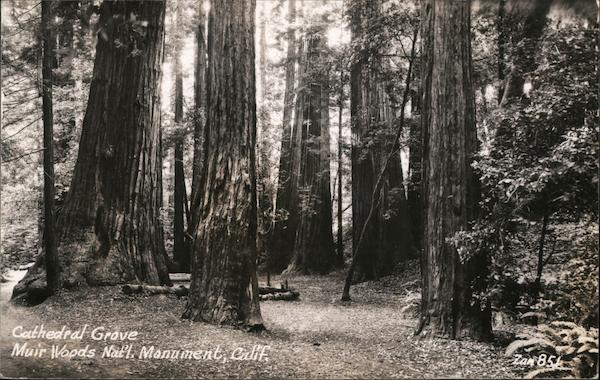 Cathedral Grove Muir Woods National Monument, Calif. Trees Forest California