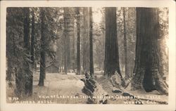 View of Cabin, Mariposa Grove of Big Trees, Wawona Hotel Postcard