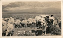 Products of the Nevada Desert Sheep, Donkey Postcard Postcard Postcard