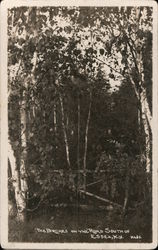 Birches on the Road South of Essex Postcard