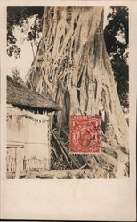 Banyan Tree Postcard