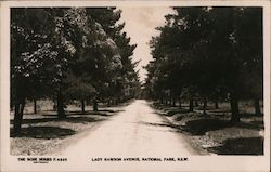 Lady Rawson Avenue Royal National Park, Australia Postcard Postcard Postcard