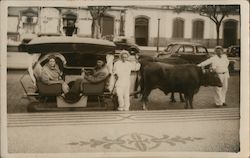 An Ox-Drawn Sledge in Madeira Postcard