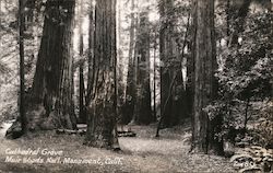 Cathedral Grove Muir Woods National Monument, Calif. Trees Forest Postcard