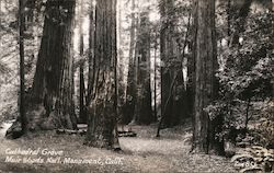 Cathedral Grove Muir Woods National Monument, Calif. Trees Forest California Postcard Postcard Postcard