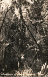 Sanlando Springs Postcard