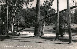 Scenic View Sanlando Springs, FL Postcard Postcard Postcard