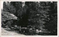 Forest Lodge Resort Postcard