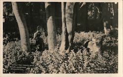 Little Red Riding Hood, Busch Gardens Postcard