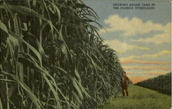 Growing Sugar Cane Postcard