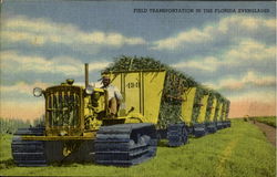 Field Transportation In The Florida Everglades Scenic, FL Postcard Postcard