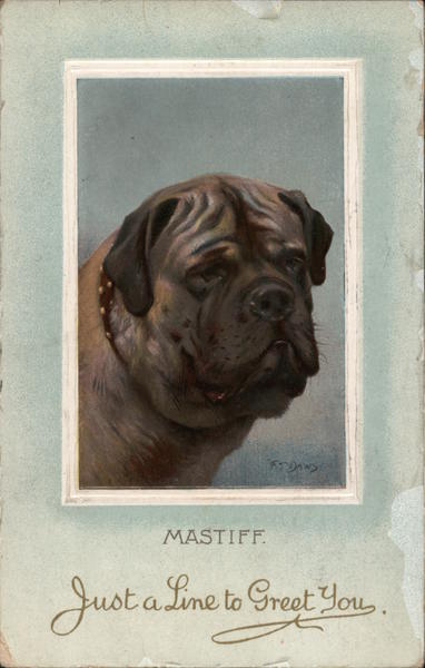 Mastiff Dogs
