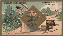 Chocolat Guérin Boutron - Botanique Illustrée, Le Bois de Rose Trade Card