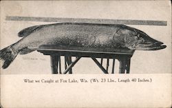 What we caught at Fox Lake, Wis (Wt. 23 Lbs., Length 40 inches) Wisconsin Postcard Postcard Postcard