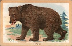 The Brown Bear Postcard