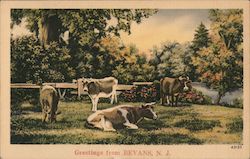 Cows Lounging on the Lawn Bevans, NJ Postcard Postcard Postcard