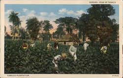 Tobacco Plantation Havana, Cuba Postcard Postcard Postcard