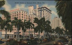 Palms On Biscayne Blvd. Miami, FL Postcard Postcard Postcard