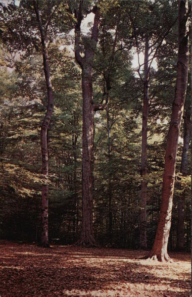 The Sacred Grove Palmyra New York