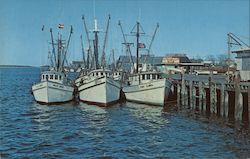Shrimp Boats Postcard