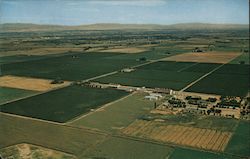 Hop Ranch in the Yakima River Valley Washington Postcard Postcard Postcard