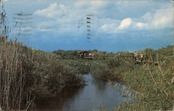 Scene in Everglades National Park Postcard