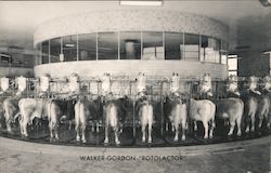 Walker-Gordon Rotolactor Cleaning Washing and Milking Cows Postcard