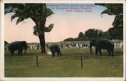 Elephants, "Tony, Mollie and Waddy" at Zoological Garden, Franklin Park Postcard