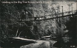 Swinging Bridge Leading to the Big Tree Grove Santa Cruz, CA Postcard Postcard Postcard
