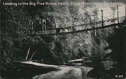 Swinging Bridge Leading to the Big Tree Grove Postcard