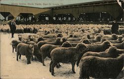 Sheep Scene, Stock Yards Postcard