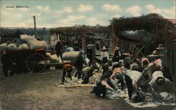 Sheep Shearing Postcard