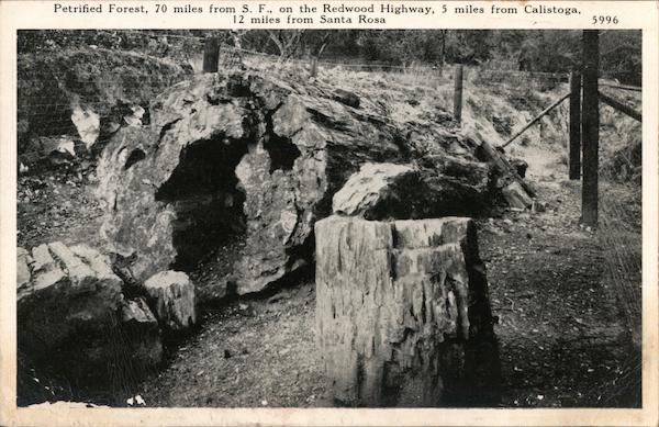 Petrified Forest Calistoga California