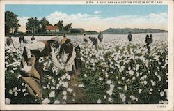 A Busy Day in a Cotton Field in Dixie Land Postcard