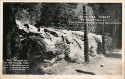 The Monarch, or The Tunnel Tree Postcard