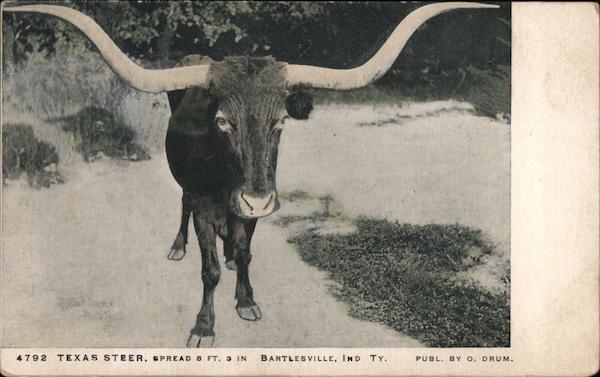 Texas Steer Spread, 8 Ft. 3 Inc. Cows & Cattle