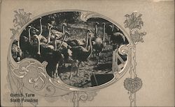 Ostrich Farm Postcard