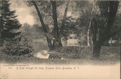 A Park Through the Trees, Prospect Park Postcard