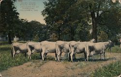 Dairy Cows, State Farm, University of Missouri Postcard