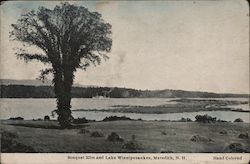 Bouquet Elm and Lake Winnipesaukee Meredith, NH Postcard Postcard Postcard