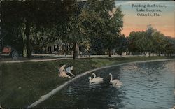 Feeding the Swans Lake Lucerne Postcard