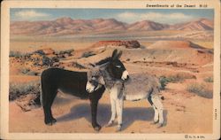 Sweethearts of the Desert Postcard