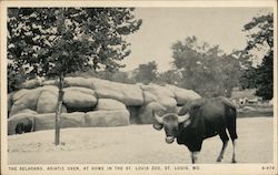The Seladang, Asiatic Oxen, at Home in the Zoo Postcard